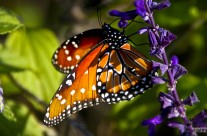San Antonio – Monarch Butterfly