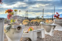 Gold Miner’s Potty Garden