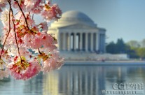 100th Anniversary – Cherry Blossom Festival in D.C.