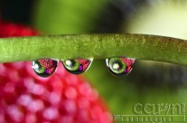 Kiwi Eyes – Macro Water Drop Photography