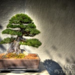 CarynEsplin-BonsaiDome Bonsai Dome - National Arboretum - Washington D.C. - Caryn Esplin