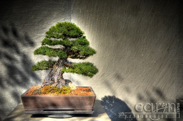CarynEsplin-BonsaiDome Bonsai Dome - National Arboretum - Washington D.C. - Caryn Esplin