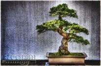 Timeless Bonsai Trees at the National Arboretum