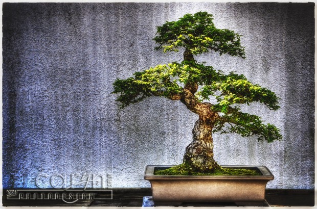 CarynEsplin-BonsaiSculpture Bonsai Sculpture - National Arboretum - Washington D.C. - Caryn Esplin