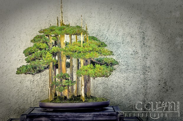 CarynEsplin-BonsaiSpears Bonsai Spears - National Arboretum - Washington D.C. - Caryn Esplin