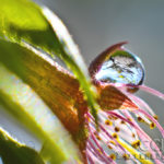Cherry Blossom Star Abstract - Water Drop - Washington D.C. - Caryn Esplin