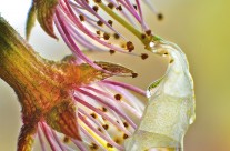Fallen Cherry Blossom – with Water Drop!