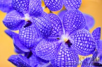 Purple Orchids at the U.S. Botanic Garden