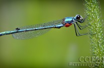 Lily Pad – Self Assignment