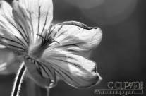 Tiny Sticky Geranium with 1. Macro Stacking – 2. Auto Align Layers – 3. Nik Silver Effex