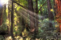 Muir Woods National Monument