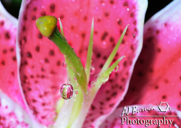 AJ Buruca - Macro Water Drop