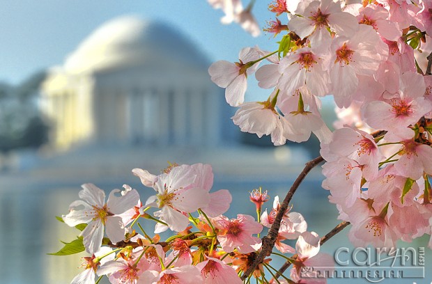 CarynEsplin-JeffersonMemorial-CherryBlossoms2 Jefferson Memorial - Washington D.C. - CherryBlossoms - Tidal Basin - Caryn Esplin