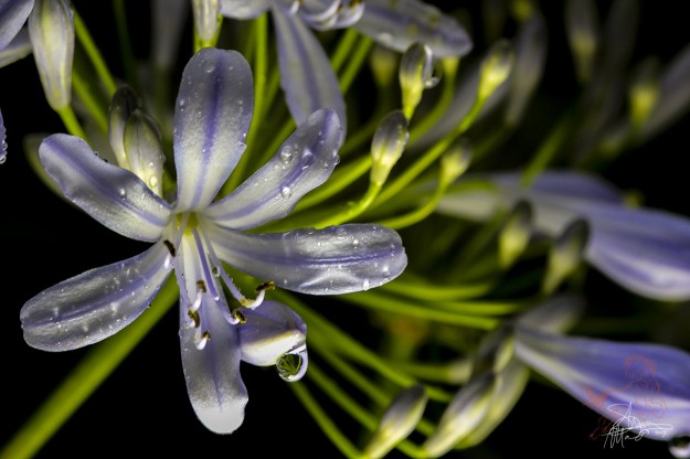 shannonmactaggarT_water_drops_purpleflower_closeup