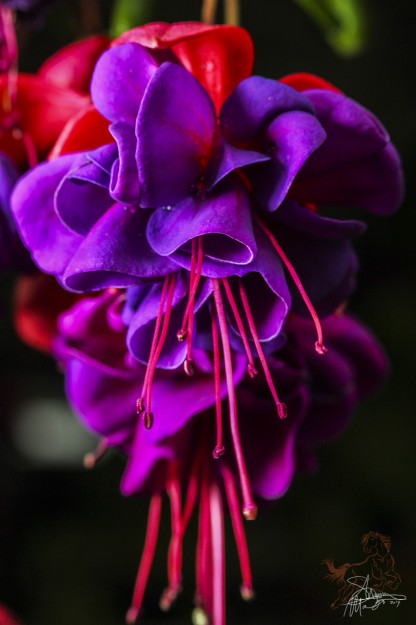 shannonmactaggart_flora_fauna_flower